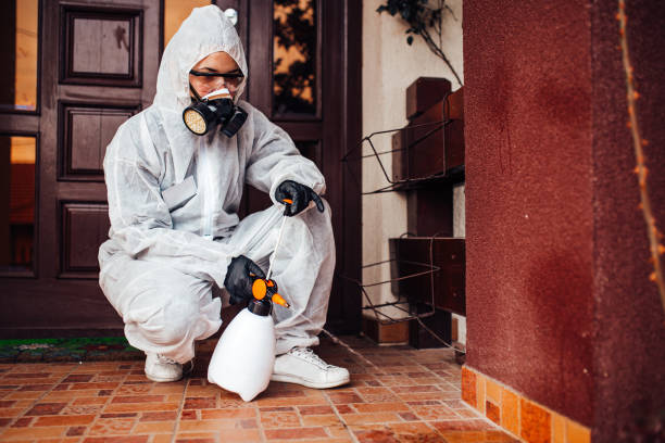 Attic and Crawl Space Rodent Treatment in Hialeah