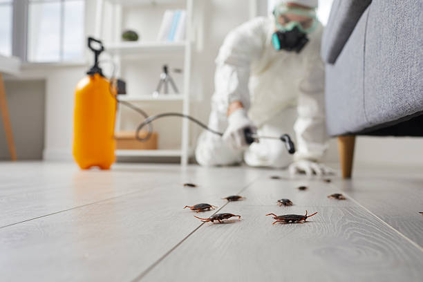 Commercial Rodent Management in Hialeah